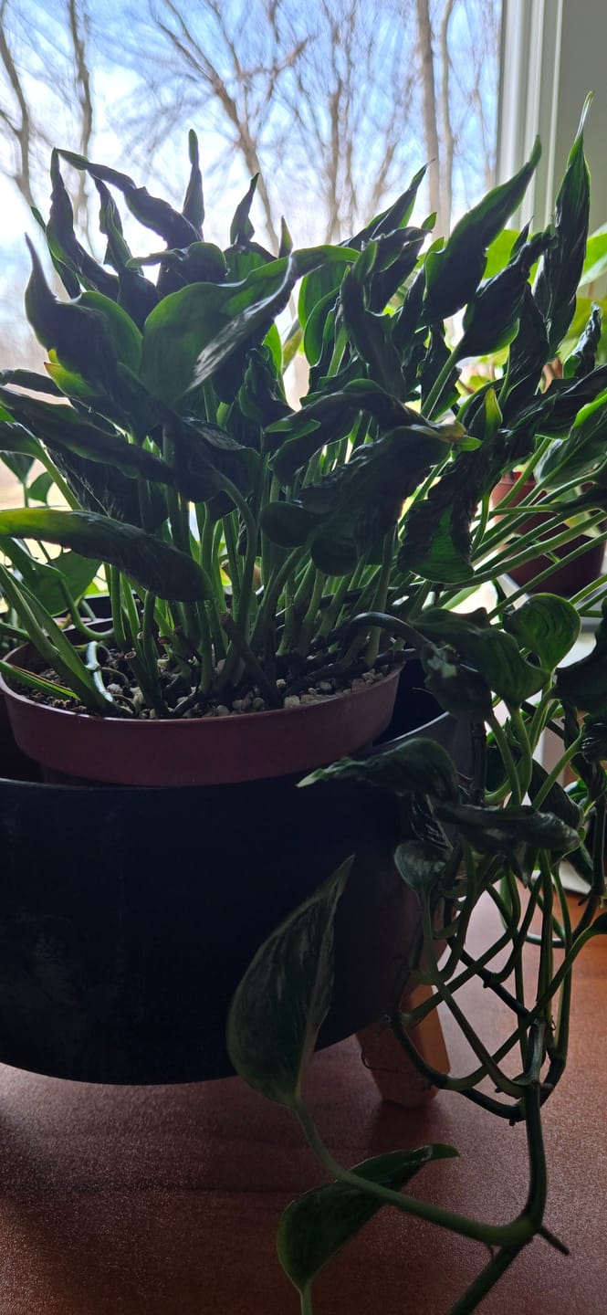 Customer photo review of Pothos Epipremnum aureum 'Shangri Ooh La La'