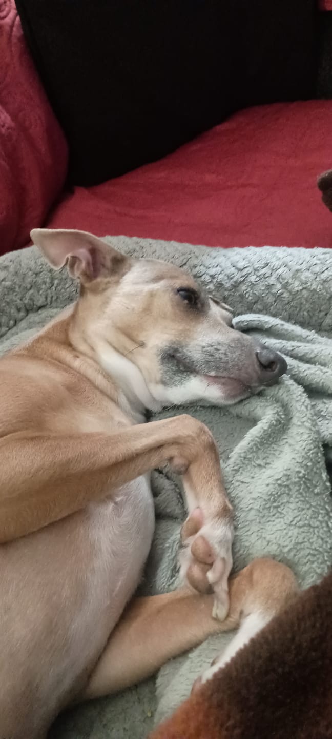 Customer photo review of 6 Inch Thick Bully Stick