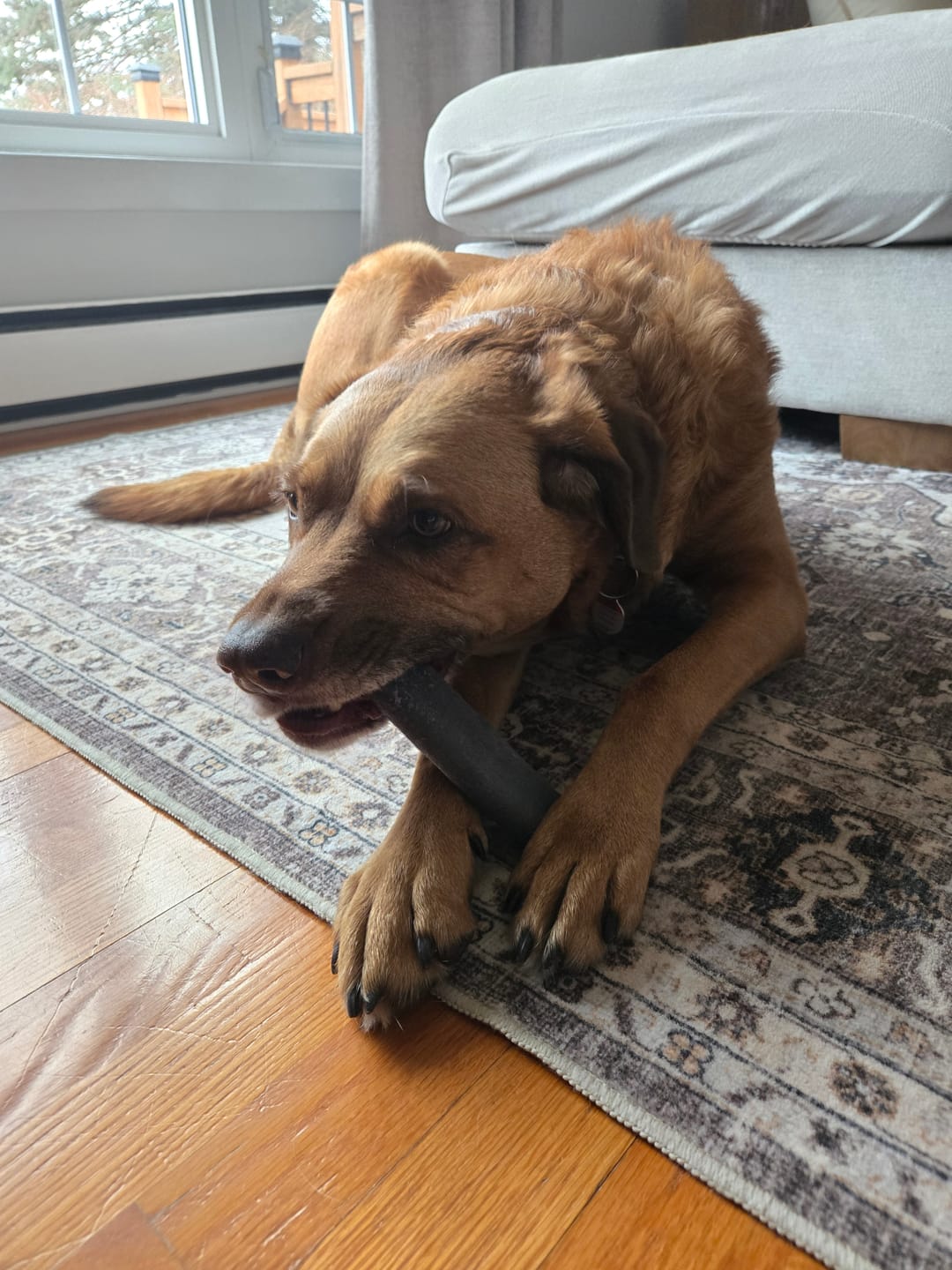 Customer photo review of Blueberry Himalayan Yak Chew (MEDIUM)