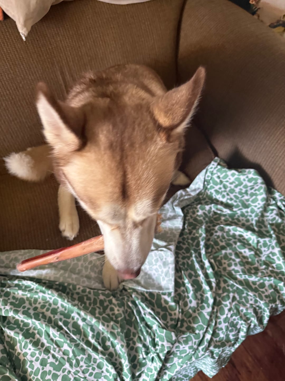 Customer photo review of 12 Inch Monster Bully Stick