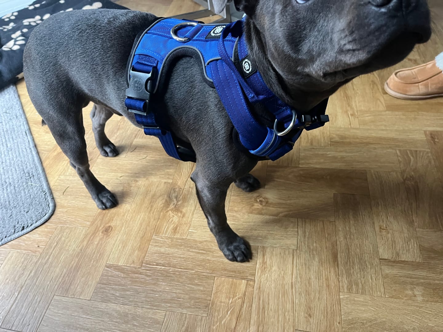 Customer photo review of Comfort Premium Harness | Non Restrictive - Blue