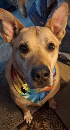 Customer's tan dog with large ears looking up at the camera, featured in a review for the pet supplement.
