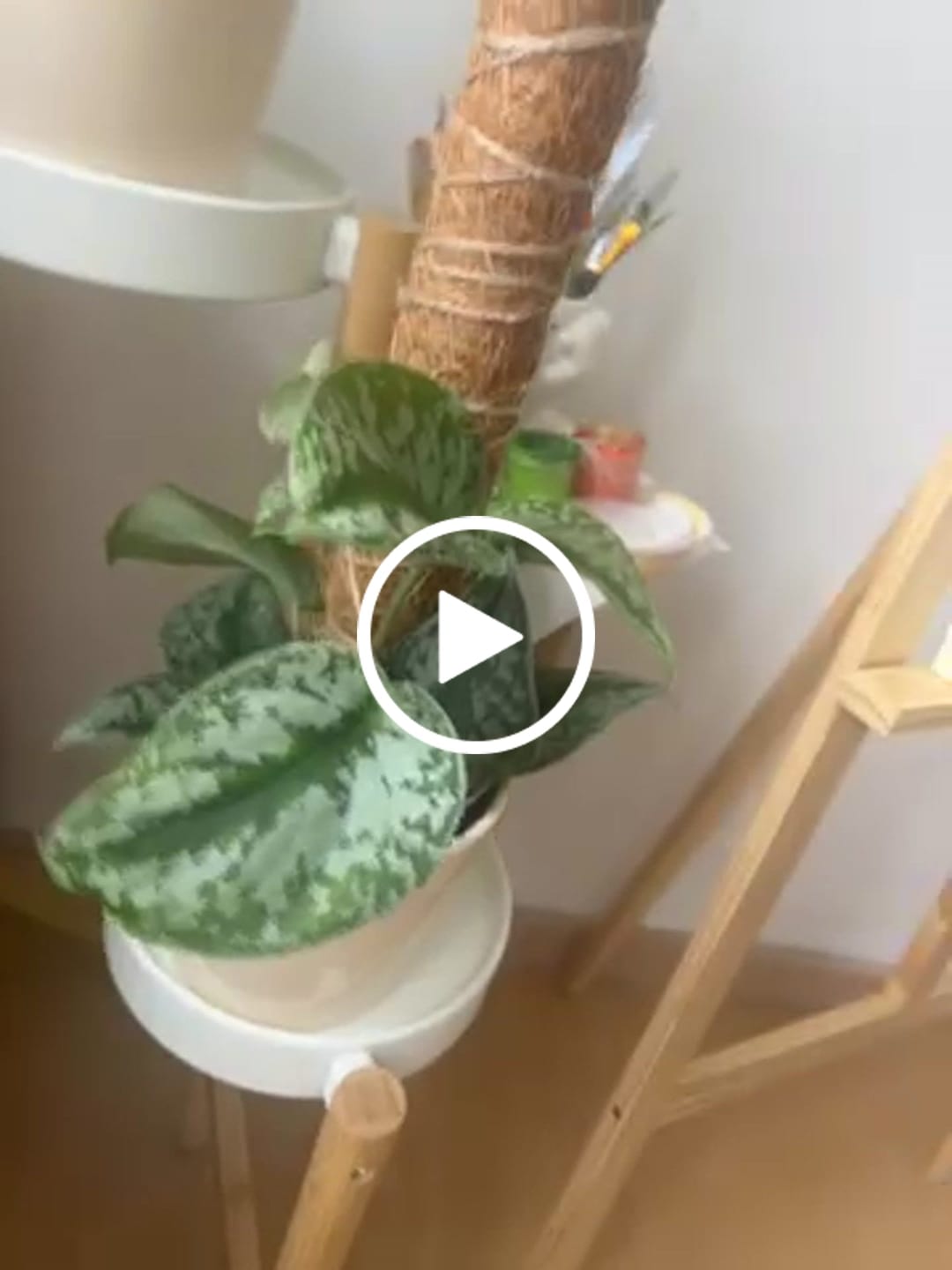 Customer video review of SCINDAPSUS TREBIE BIG LEAF