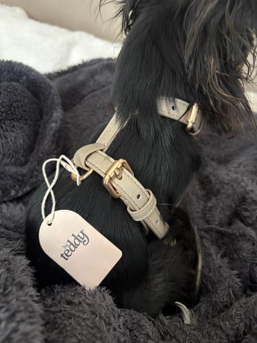 Customer photo review of Hazelnut┃Studio Step-In Harness
