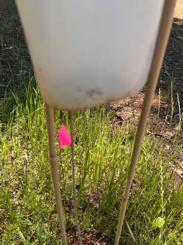 Customer photo review of Tree Pro Grow Tubes