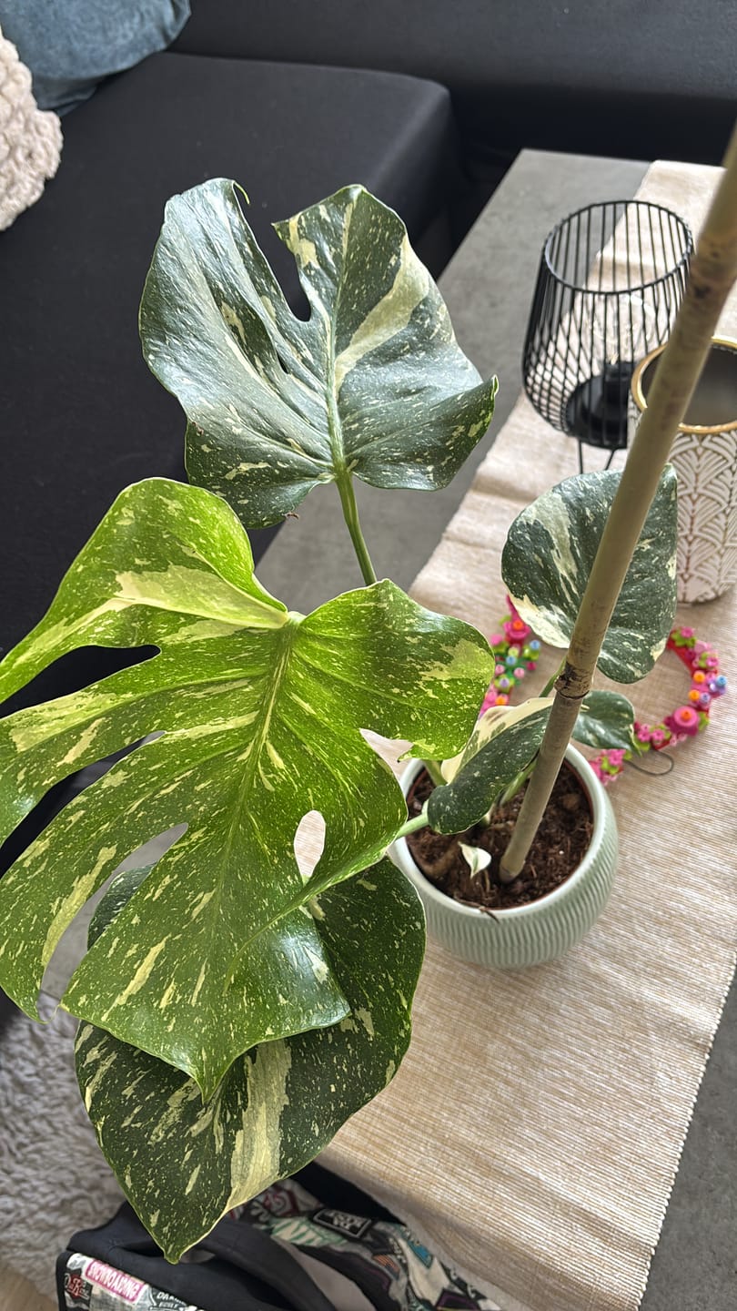 Customer photo review of Monstera Thai Constellation