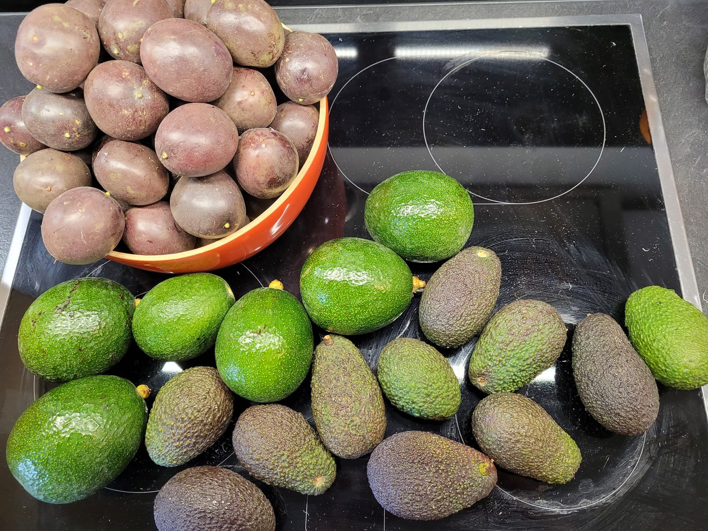 Customer photo review of Avocado Hass & Reed 13 Monate baumgereift von Julian