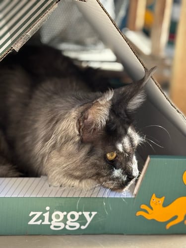 Photo d'un client : un chat à poil long est couché dans la boîte des croquettes pour chaton Ziggy.
