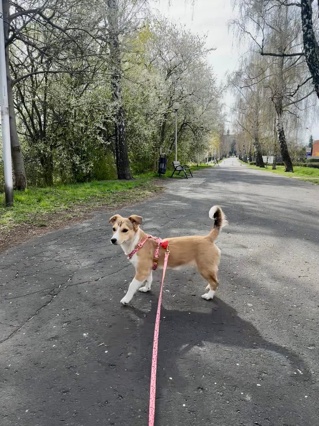 Customer photo review of Smycz przepinana "Pink Terrazzo" - złote okucia