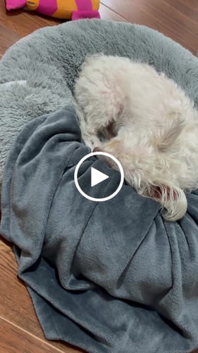 Customer video review of Cama Antiestrés para Perros