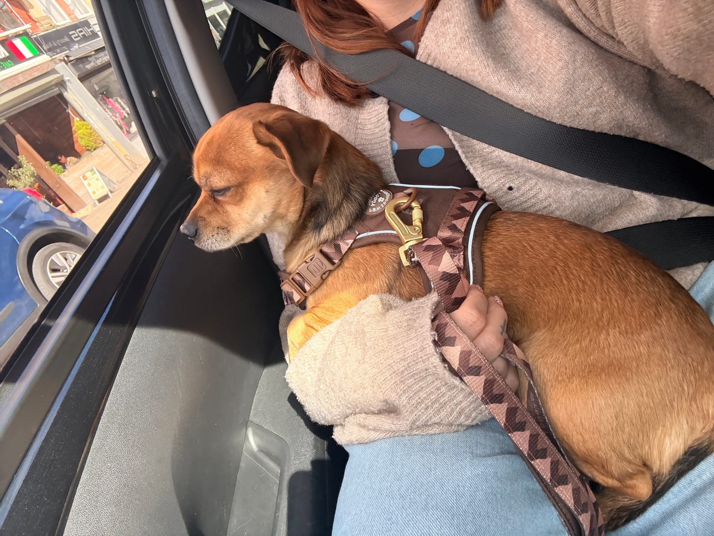 Customer photo review of Tough Trails™ Harness - Walkies Ready® Chocolate Brown
