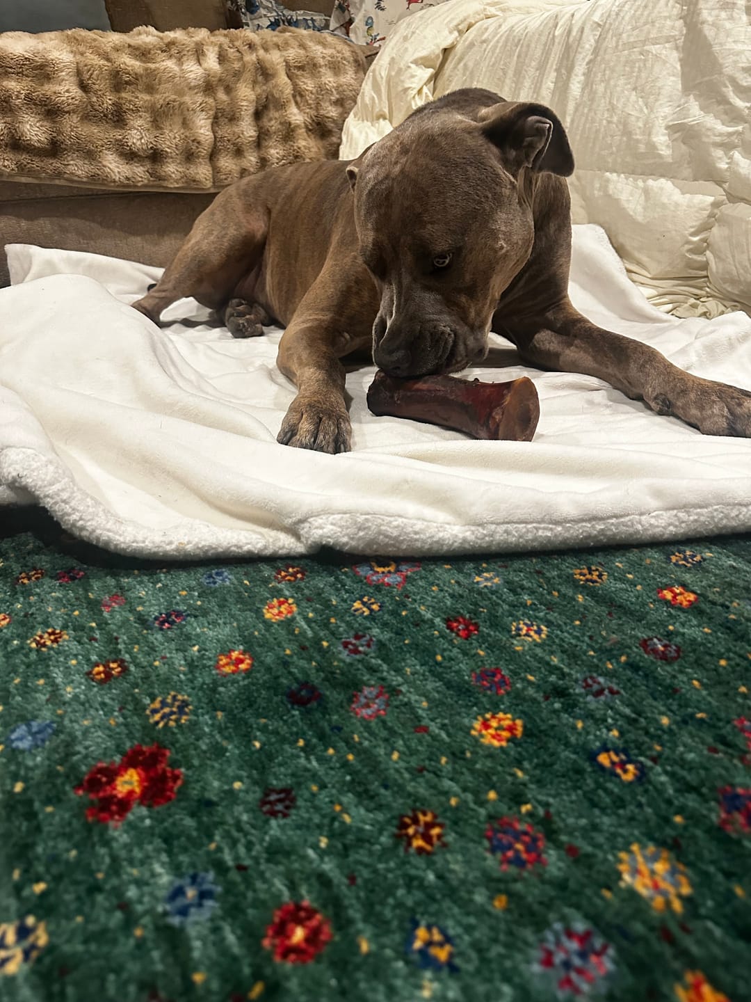 Customer photo review of Regular Bully Sticks