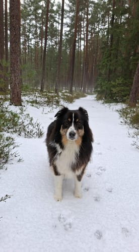 Customer photo review of Mein Hundelied - Personalisiertes Lied über den eigenen Hund