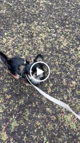 Customer video review of Hazelnut┃Studio Hands-Free Loop Lead