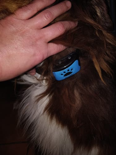 Gros plan du collier anti-aboiement PuppySafe bleu sur le cou d'un chien à poils longs.