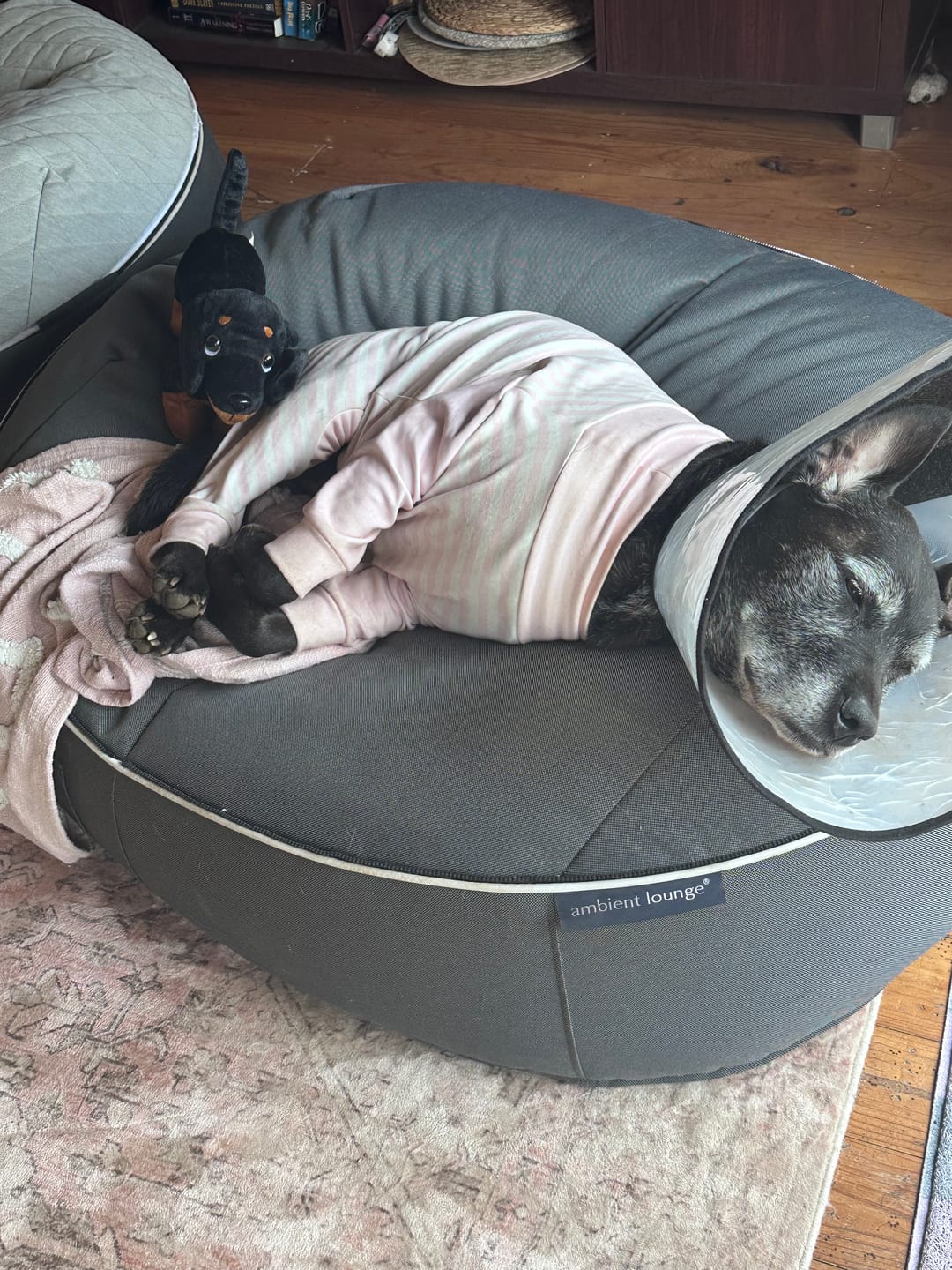 Customer photo review of Dog Pajama - Cookies and Milk