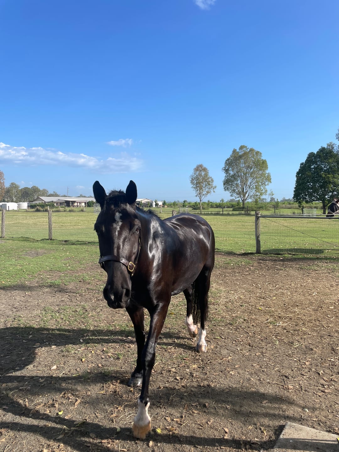 Customer photo review of Digestive EQ