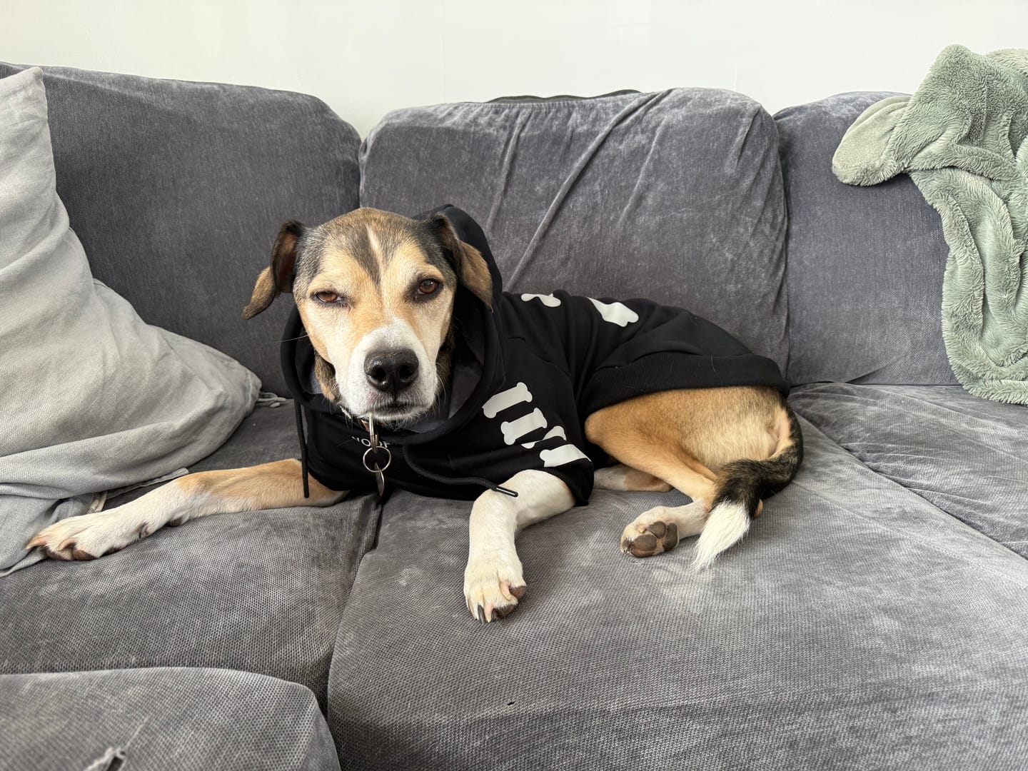 Customer photo review of Dog Hoodie Prints