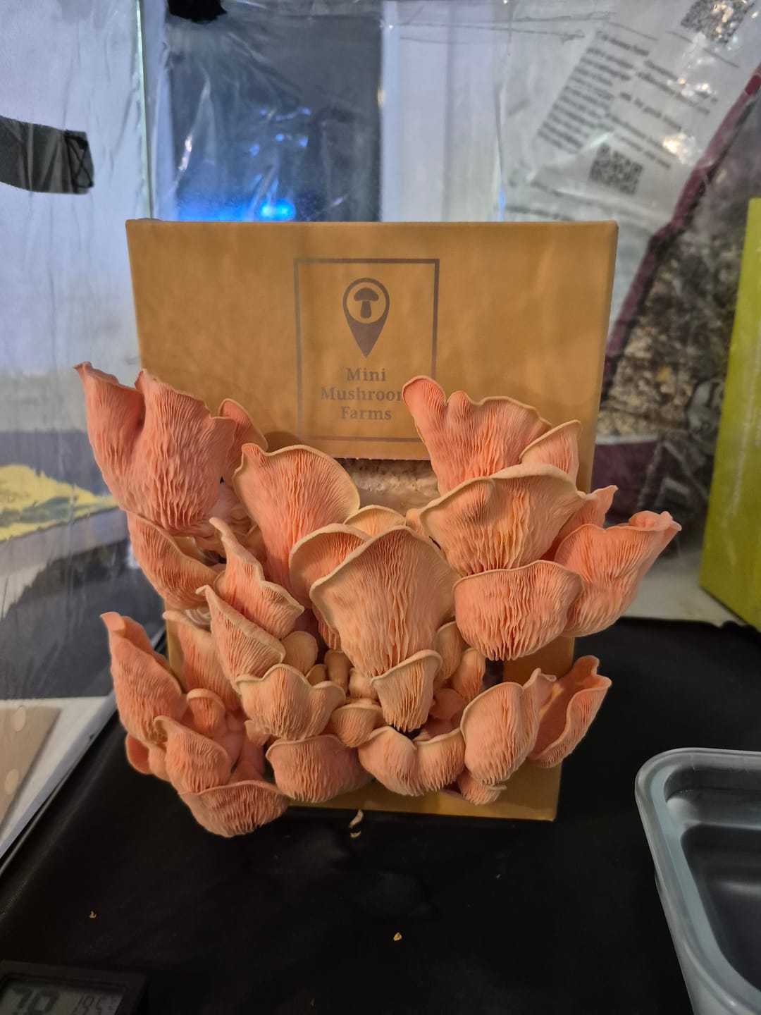 Customer photo review of Mushroom Grow Kits