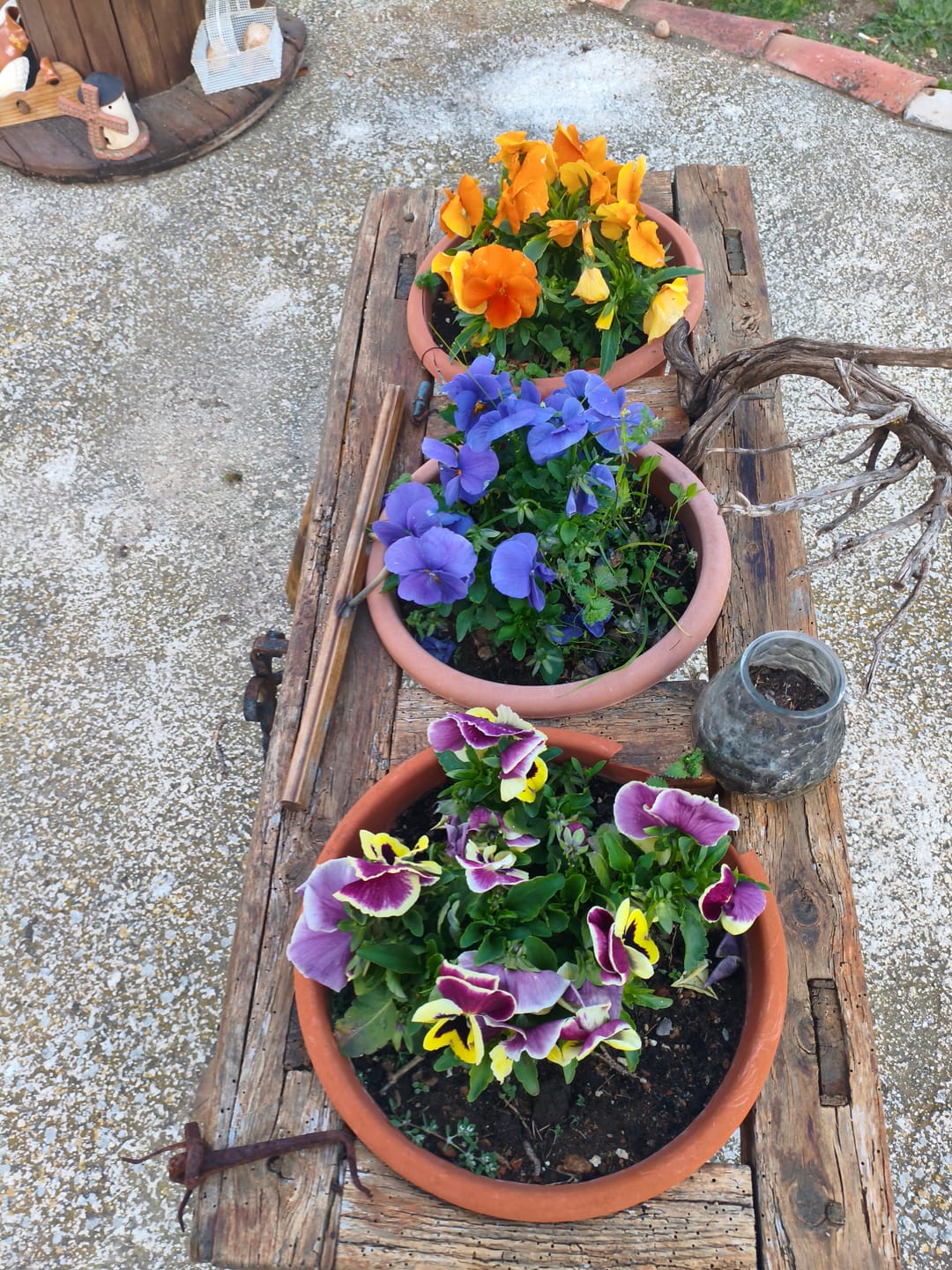 Customer photo review of FERTIBONO MásFlor - Fertilizante que Revive tus Plantas Verdes y Flores, Abono Liquido, [100%] Natural y Orgánico, 1L