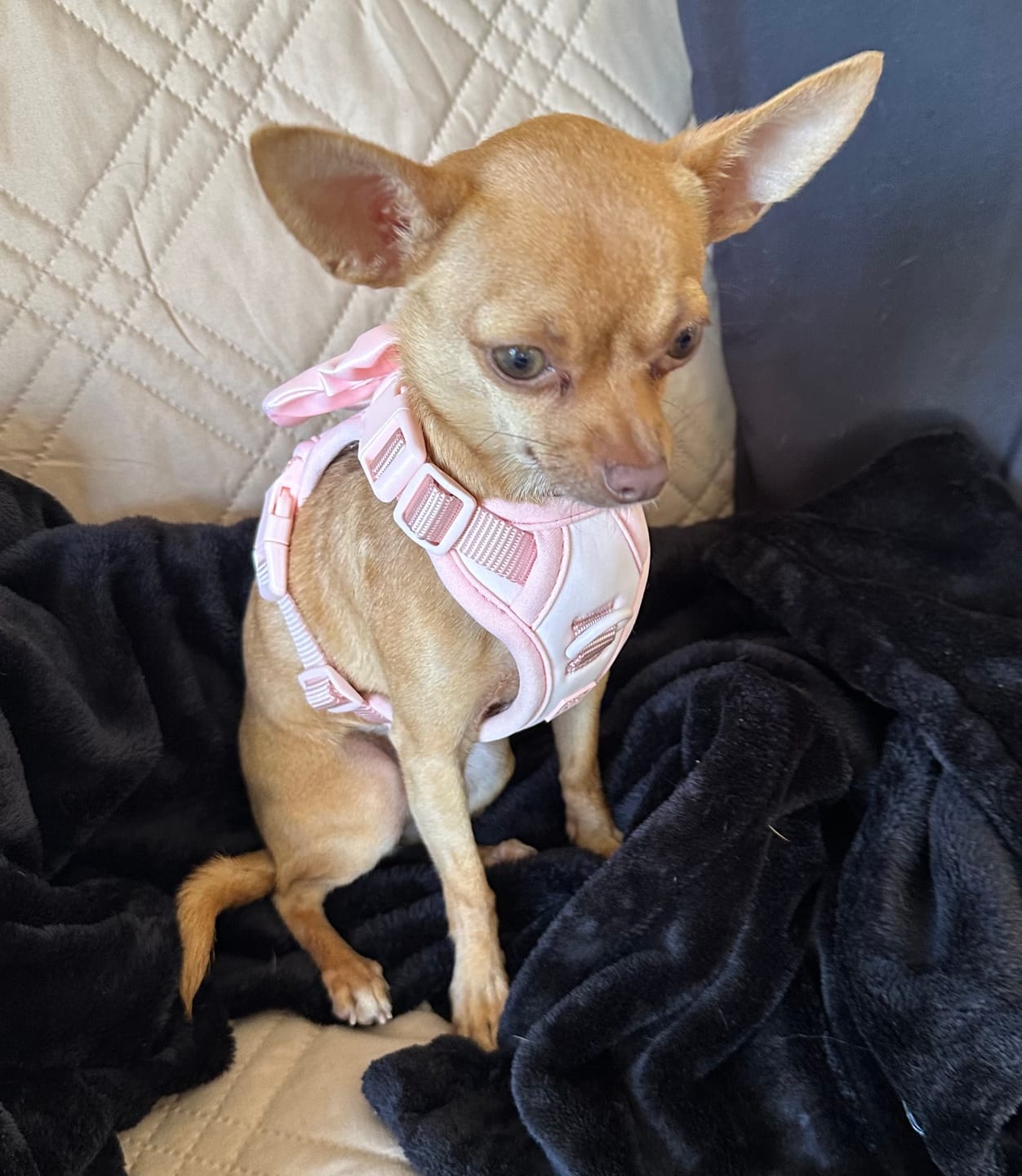 Customer photo review of Wander! Bow Harness Kit Blossom - Gold