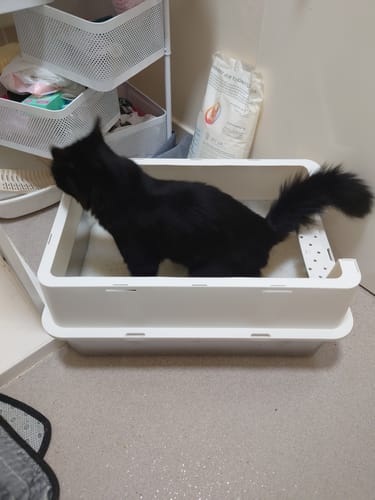 Customer photo review of 1 Month Supply – 2 Cat