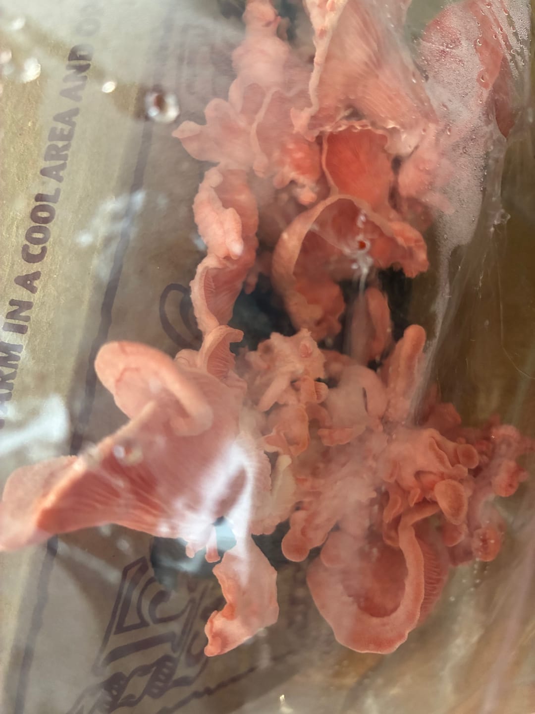 Customer photo review of Mushroom Mini-Farm Grow Kits Variety - 4 Pack