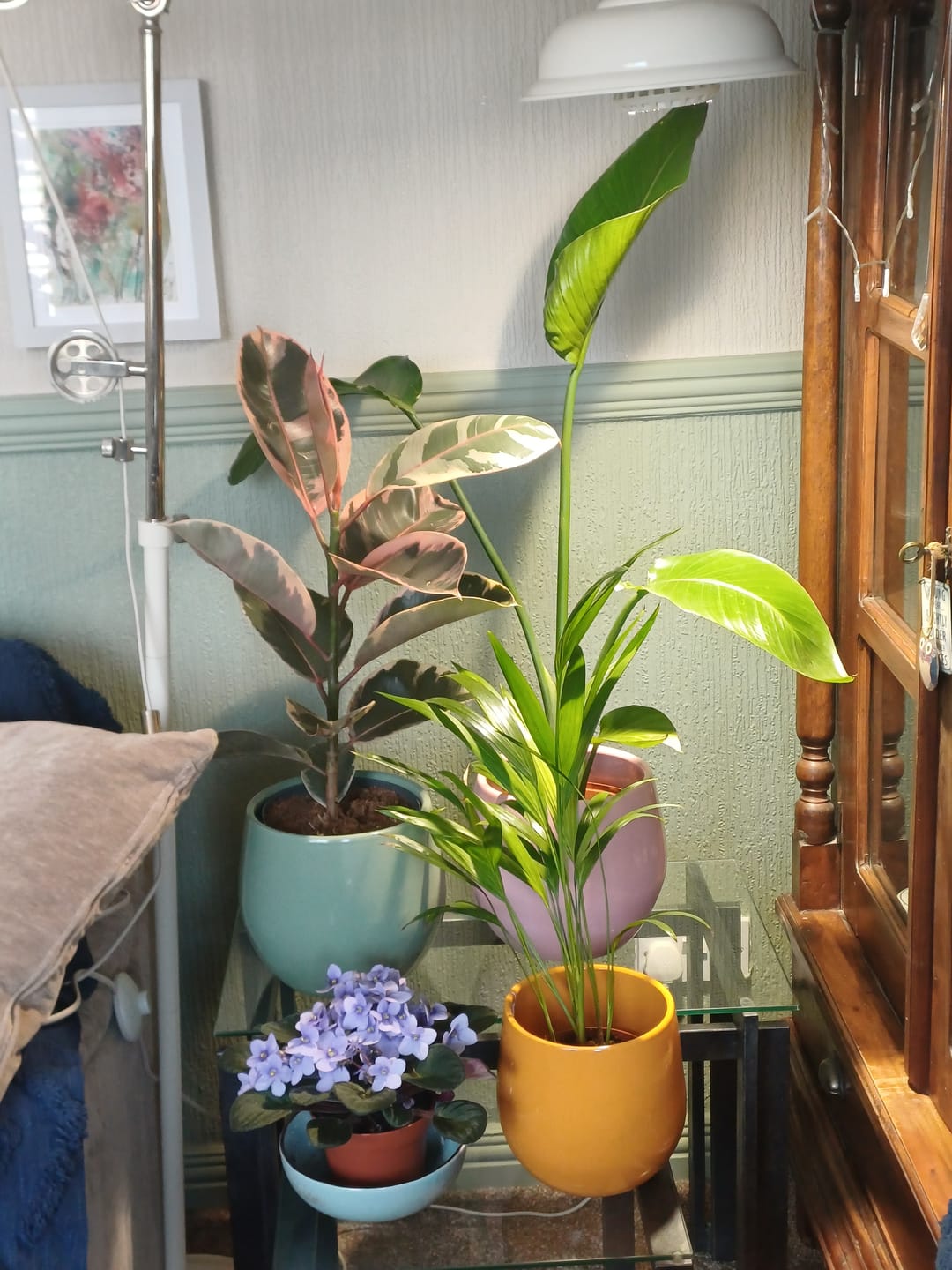 Customer photo review of Pianta Grow Light LED Bulb