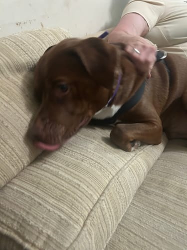 Customer's calm brown dog wearing a collar while being petted on a couch.