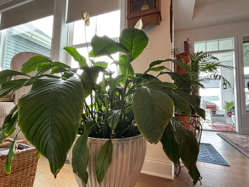 Customer photo review of Plant Care Kit for Indoor Plants