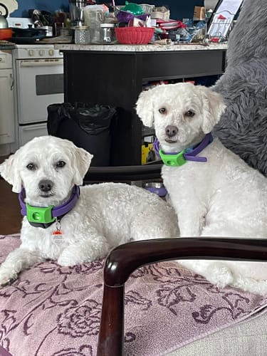 Customer's two white dogs wearing purple collars with the green Pawlax Flea & Tick Tag Add-on.