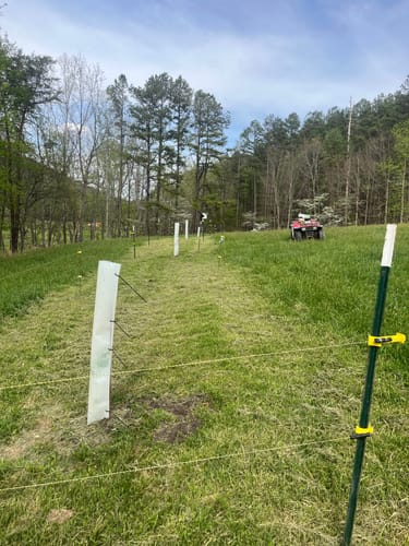 Customer photo review of Hybrid Chestnut