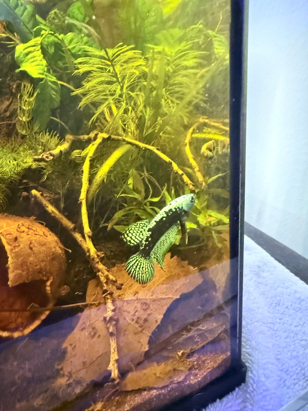 Customer photo review of Green Samurai Alien Wild Male Betta Fish | Grower Pick