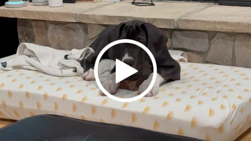 Customer video review of Smoked Beef Marrow Bone