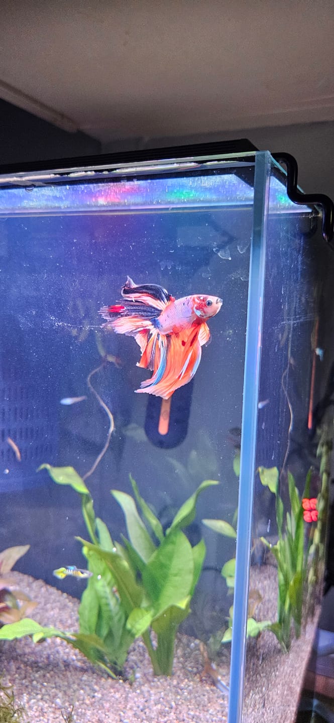 Customer photo review of Fancy Halfmoon Male Betta Fish High Grade | Buy 4 Get 1 Free | Mystery Betta