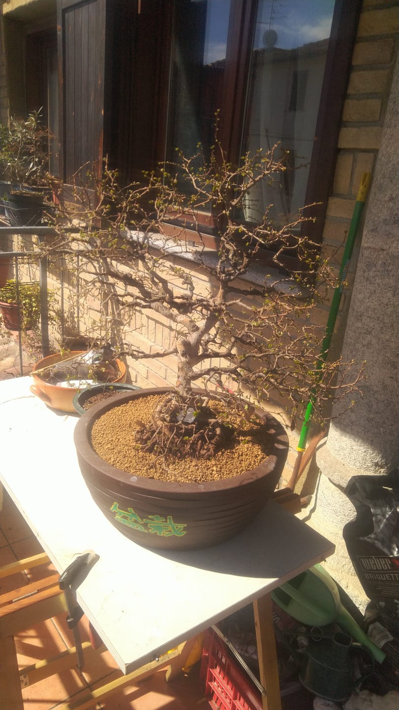Customer photo review of TNT STARTER TURBO CONCIME PRIMAVERILE BONSAI PREMIUM CB®