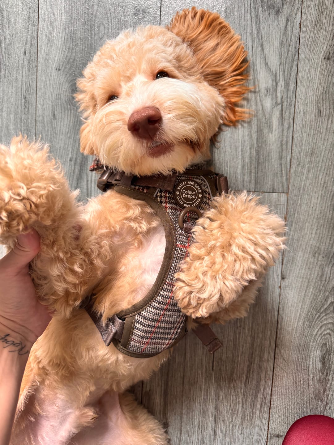 Customer photo review of Adjustable Collar - Colour Drops - Heritage Plaid