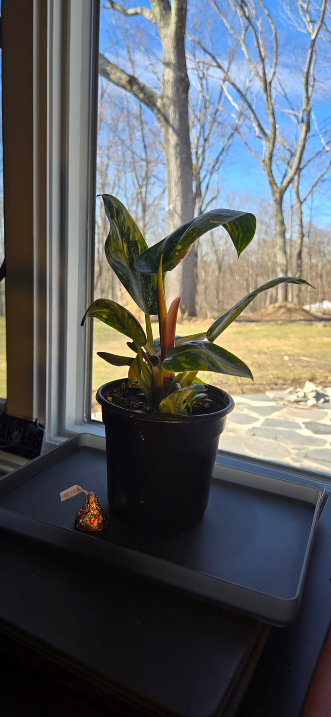 Customer photo review of Philodendron 'Congo Nuclear'