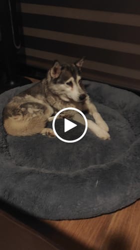 Customer video review of Cama Antiestrés para Perros