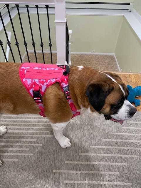 Customer photo review of Classic Heavy-Duty Tactical No-Pull Team K9™ Dog Harness With Front & Back D-Rings, Quick-Release Metal-Buckles, Hook & Loop Panels, & Top Handle
