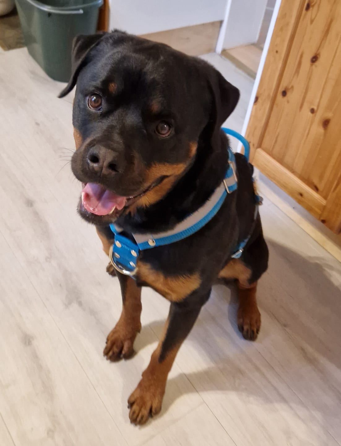 Customer photo review of Easy Walk Extreme Safe Ocean Blue - Sele med reflex & snabbspänne