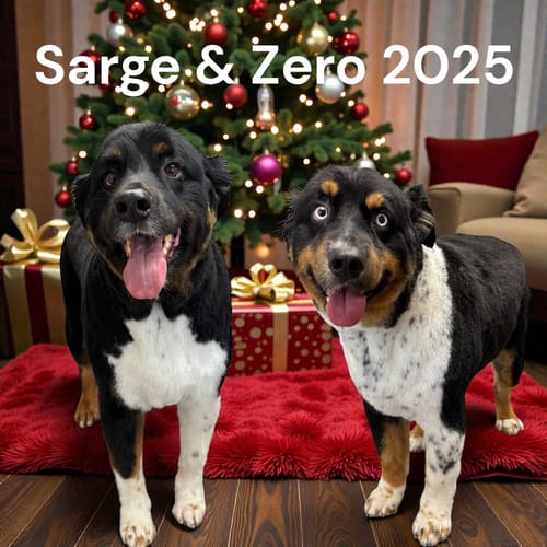 Customer photo review of furMe Grooming Vacuum Filters & Blade Replacement Pack