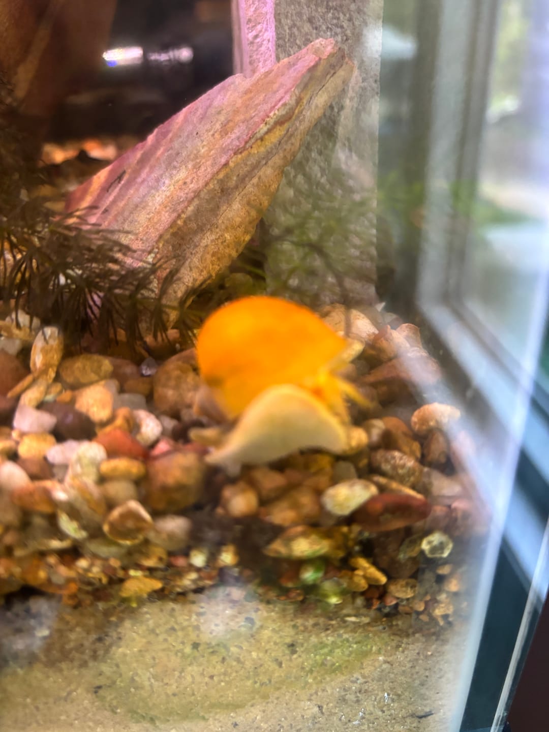 Customer photo review of Gold Mystery Snail