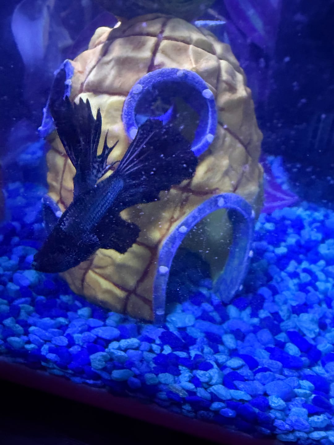 Customer photo review of Black Copper Halfmoon Male Betta Fish