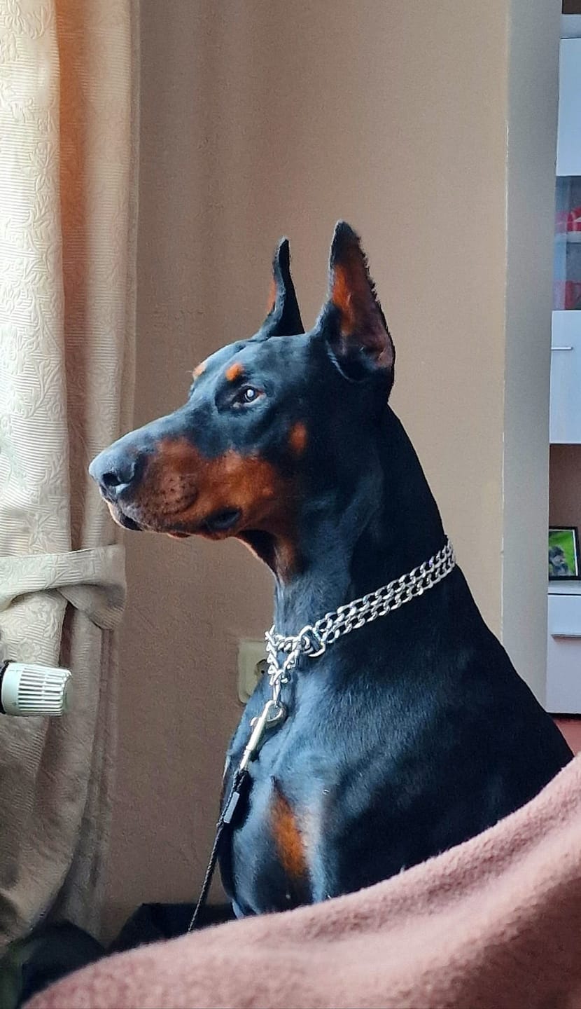 Customer photo review of Wurmtest Basic Hund