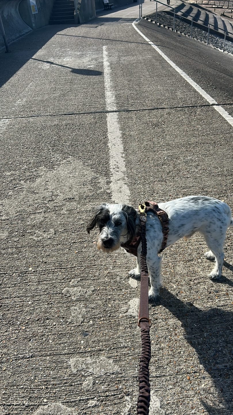 Customer photo review of Tough Trails™ Harness - Walkies Ready® Chocolate Brown