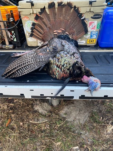 Customer photo review of Mouth Call Combo Pack