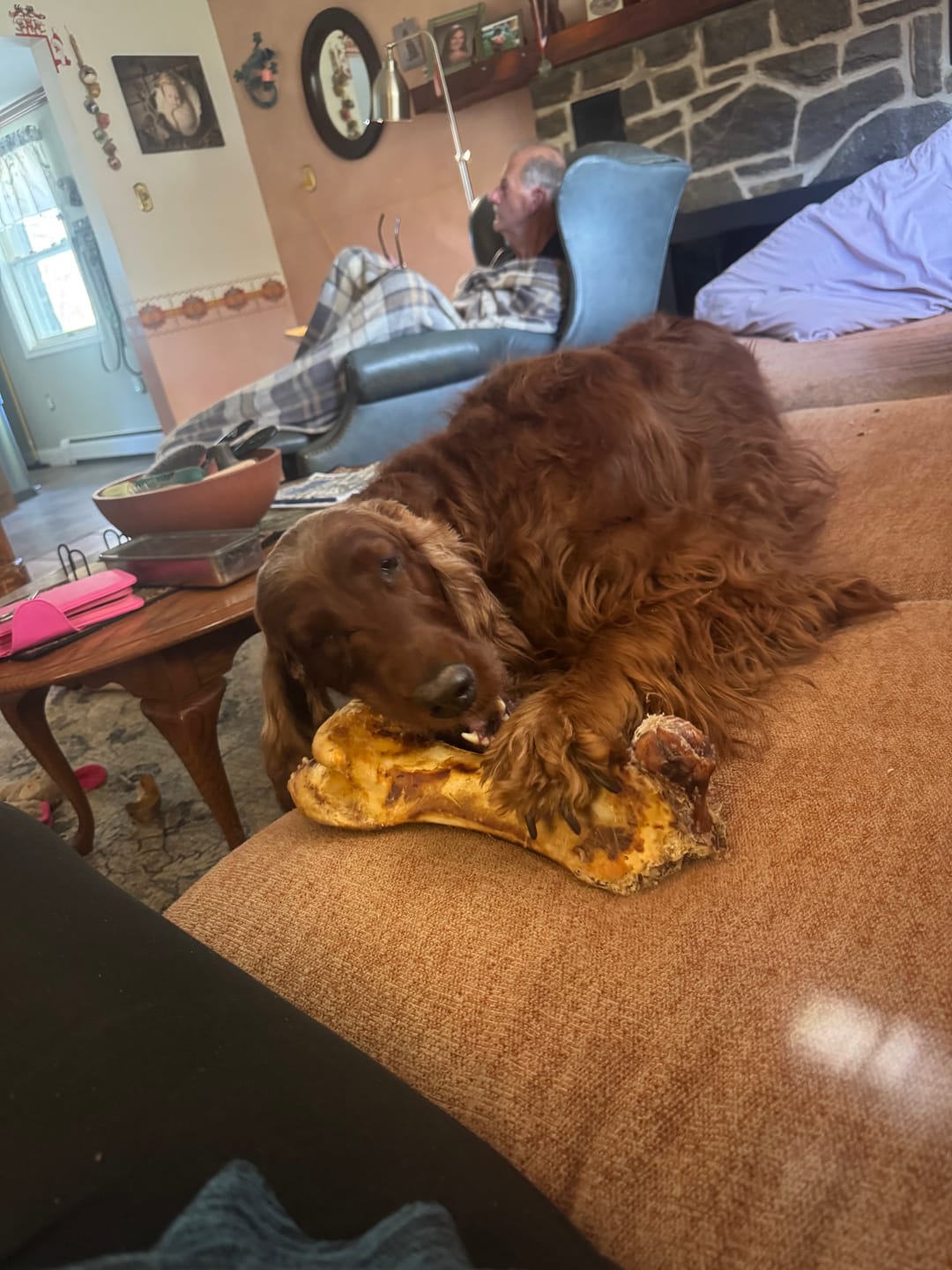 Customer photo review of Ostrich Hip Bone (12" x 5"x 3”): The Durable, Flavor-Packed Chew for Medium & Large Dogs