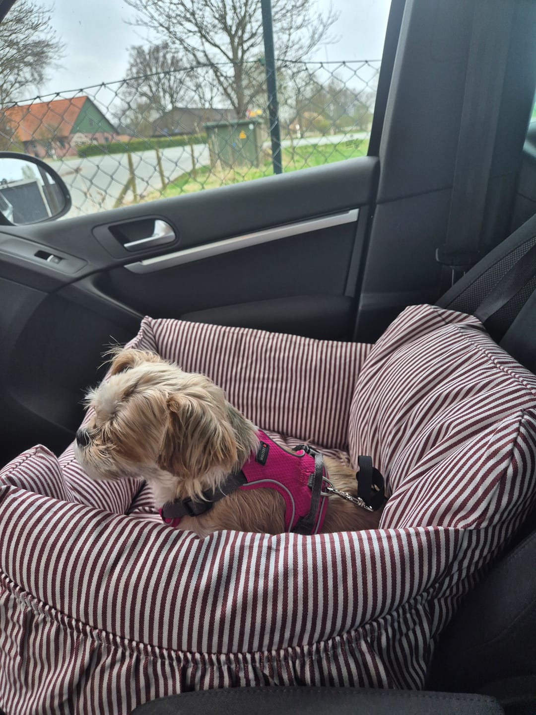 Customer photo review of Premium Hunde Autositz inkl. Sicherheitsgurt
