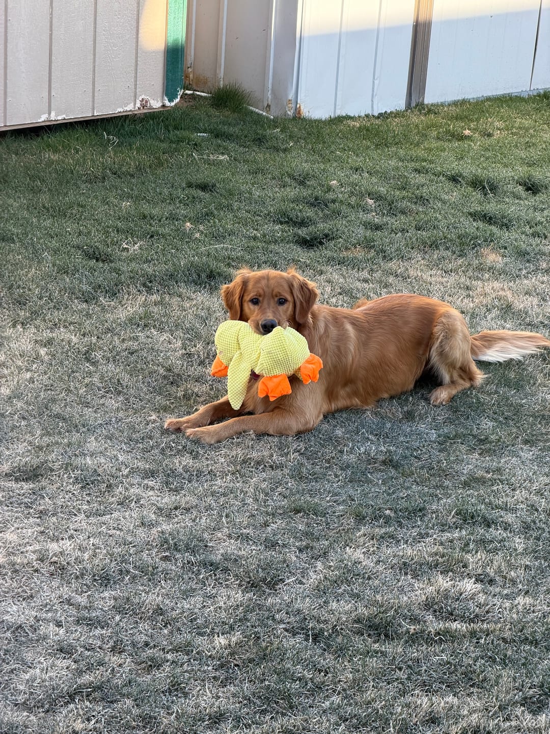 Customer photo review of [BEST SELLER] Calming Duck Dog Toy